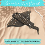 Handmade Driftwood Stingray - GLIDER
